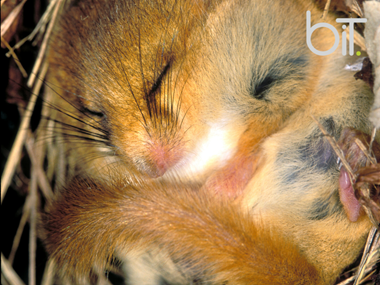 The Quest to find signs of Dormice in Telford