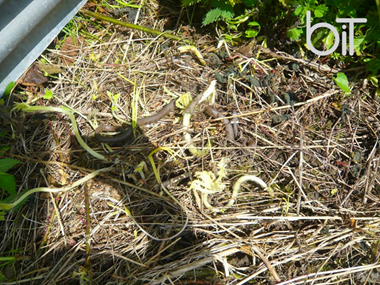 Ecological Assessments