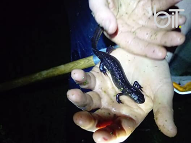 Great Crested Newt Surveying