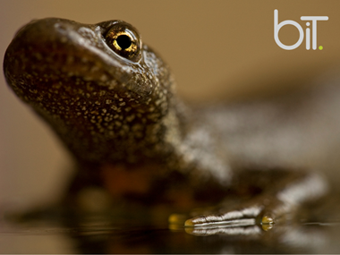Priority & Protected Species Surveys and Mitigation